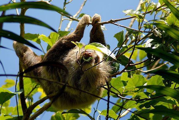 Sloth on Mombacho