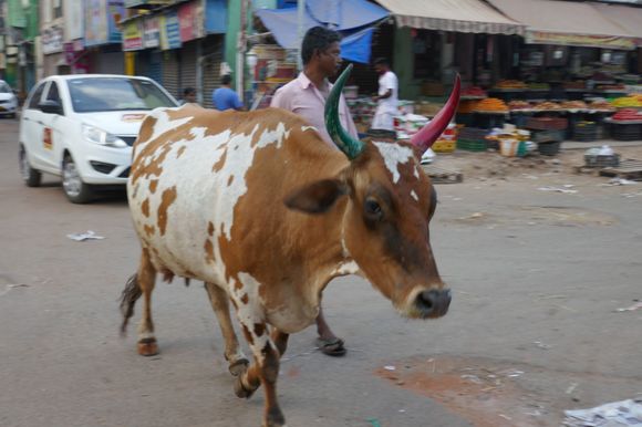 On the way to market!