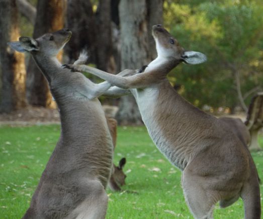 'Roo watching, Pinnaroo cemetery, Perth, WA 