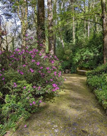 Pena Palace grounds