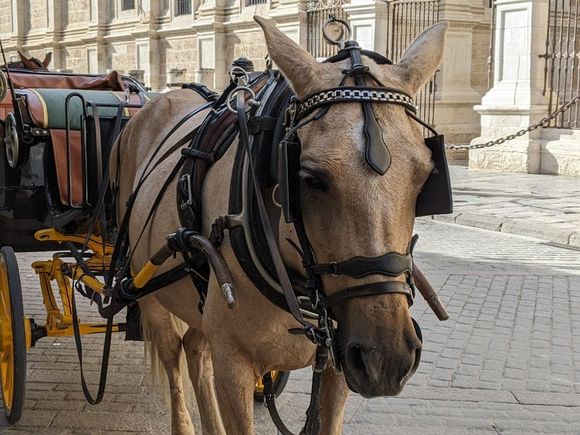 Horse drawn carriages in front of cathedral