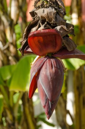 Although the area is known for other types of produce, we also saw this banana tree on a neighbor's front lawn. Our landlady's own elaborate private garden featured different kinds of citrus trees.