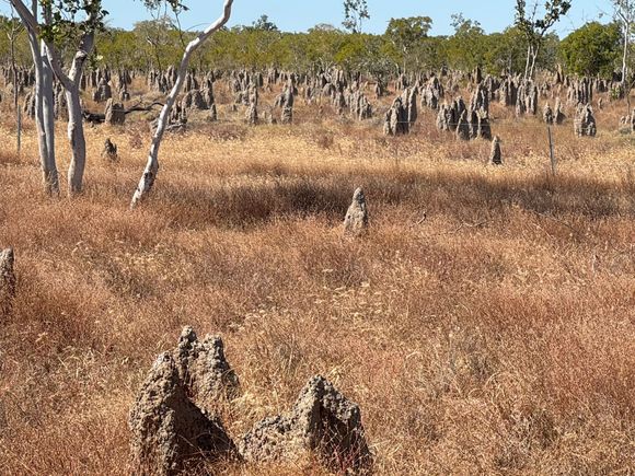 Zillions of termite mounds on the Gulf Savannah