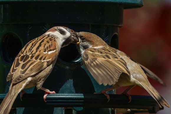 Feeding time!