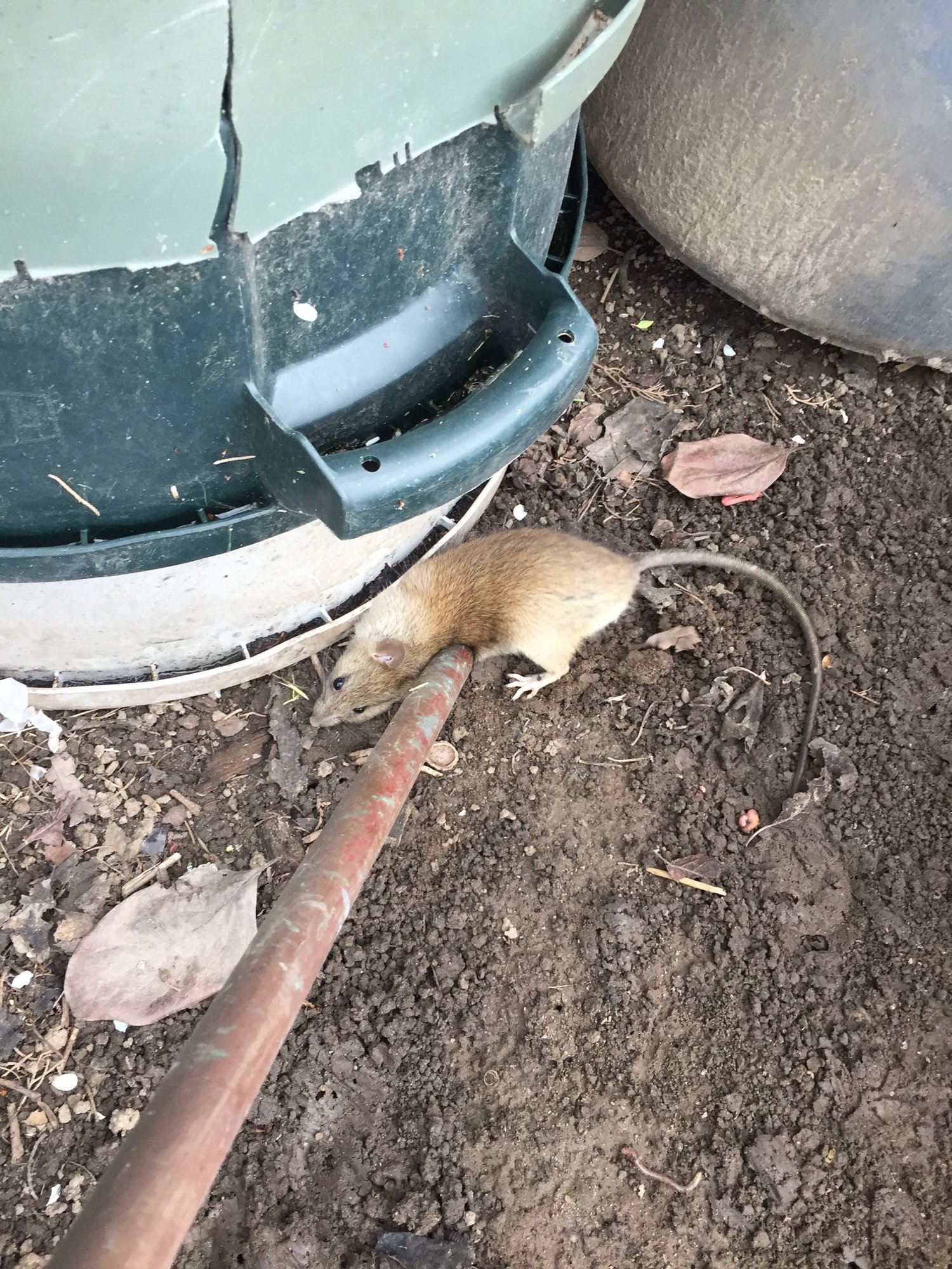 Why am I smoking? - Ford Truck Enthusiasts Forums