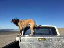 Dog loves this truck almost as much as me