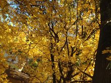 Western Pennsylvania n the fall (my back yard)