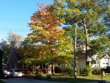 The leaves are changing colours which means the cooler temperatures are here.
