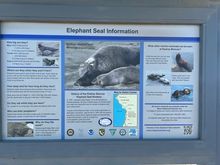 This poster tells a lot about them.  If you ever ride this way, they are a must see.  

Just north of San Simeon, near Hearst Castle.