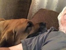 Kicked back in the recliner watching hockey game. Puppy dog put her head on my shoulder. She is snoring so loud can’t hear the tv. 