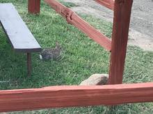 One of many that have dug up this campground something fierce!!!