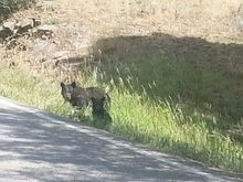 Yellowstone, mamma and her two cubs