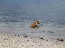 We all go for a swim, Mark's dog keeps a close eye out for sharks