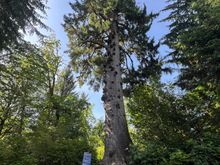 World’s Largest Sitka Spruce (pics do it ZERO justice)

For perspective: the blue sign is mounted to a 4x4 post that’s probably about 10’ tall.

The trunk is almost 59’ in circumference.