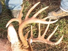 13 Pt Deer 2007
