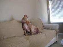 Rocsi my Staffordshire Terrier