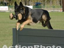 My dog "Jim" at the 2008 National Championship