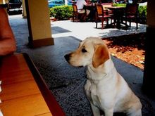 Bailey... my best bud.