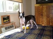 My Boston Terrier  Bridgette Marie Boo Boo !!!