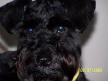 Ringo "the wonder dog"