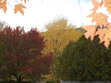 Fall Foliage