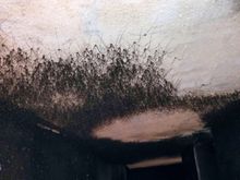 Spiders, LOTS of spiders!!!