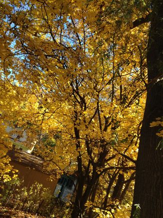 Western Pennsylvania n the fall (my back yard)