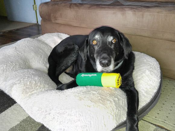 Christmas 17, Jake at 12.  They just get sweeter with age.