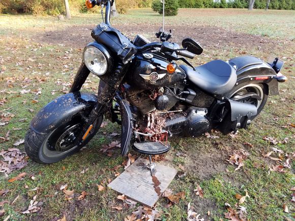 Daisy decorated in deer internal parts after exploding.