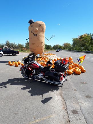 Worlds biggest potato?