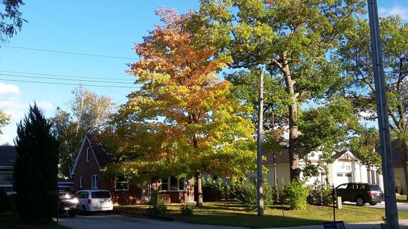 The leaves are changing colours which means the cooler temperatures are here.
