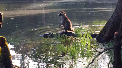 Yep, it's a coon on a gator.