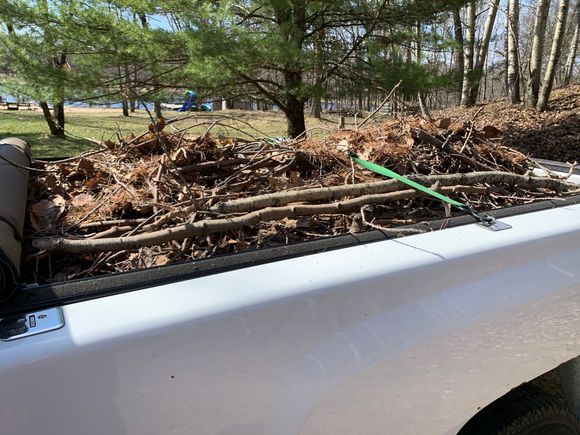 Lot of dead branches blown down in the last two winters. 