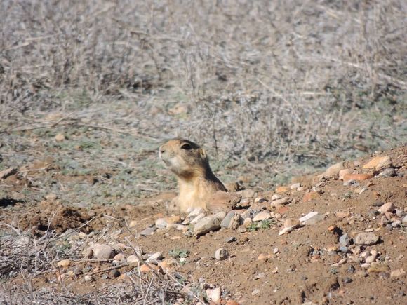 Prairie dogs in front of the hotel.
