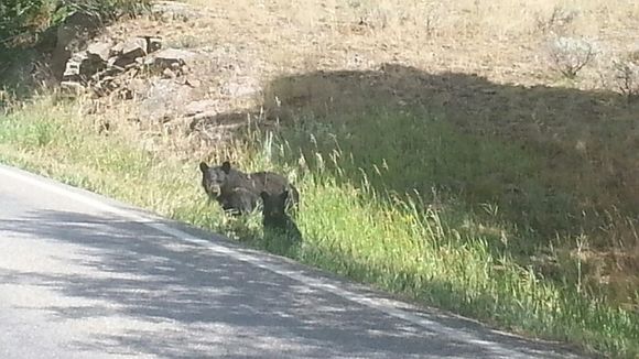 Yellowstone, mamma and her two cubs