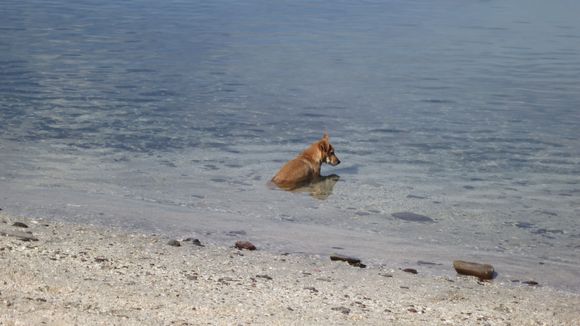 We all go for a swim, Mark's dog keeps a close eye out for sharks