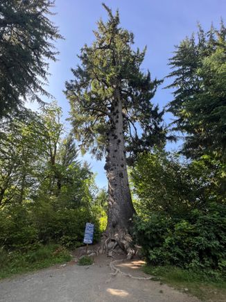 World’s Largest Sitka Spruce (pics do it ZERO justice)

For perspective: the blue sign is mounted to a 4x4 post that’s probably about 10’ tall.

The trunk is almost 59’ in circumference.