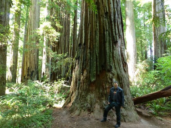 Redwoods, Crescent City, CA