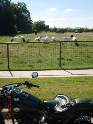 Goats01 small
