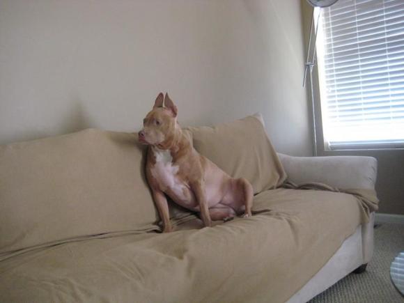 Rocsi my Staffordshire Terrier