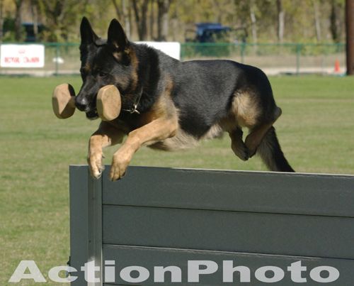 My dog "Jim" at the 2008 National Championship