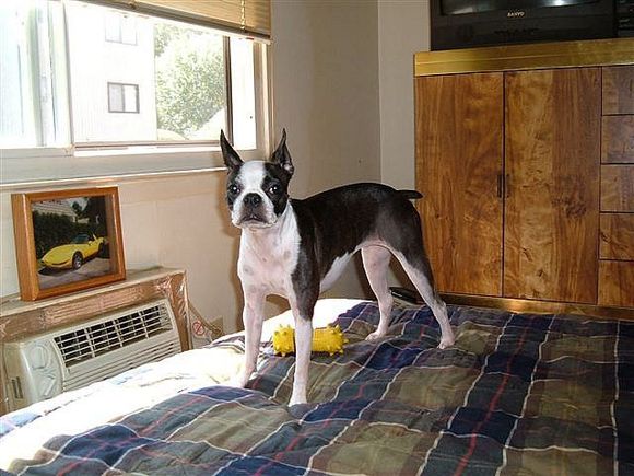 My Boston Terrier  Bridgette Marie Boo Boo !!!