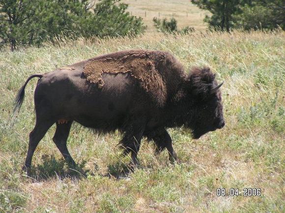 Buffalo heard outside of Custer