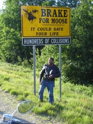 Looking for Moose in Laconia New hampshire June 2009