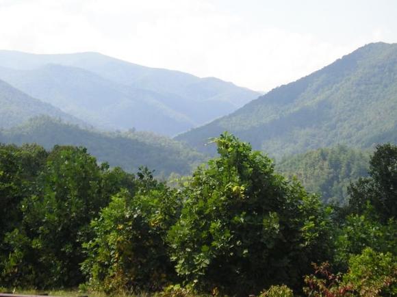 Smokies