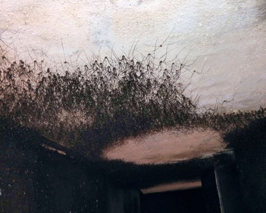 Spiders, LOTS of spiders!!!