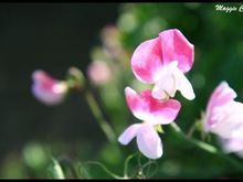 Carlsbad flower field