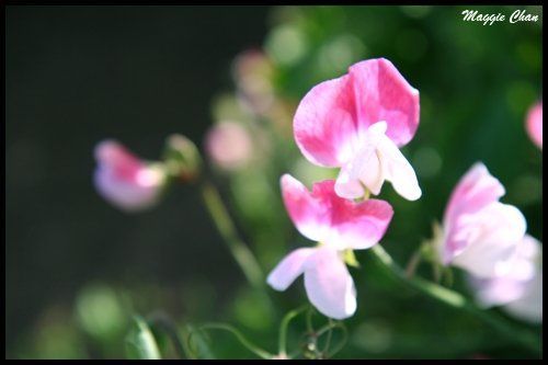 Carlsbad flower field
