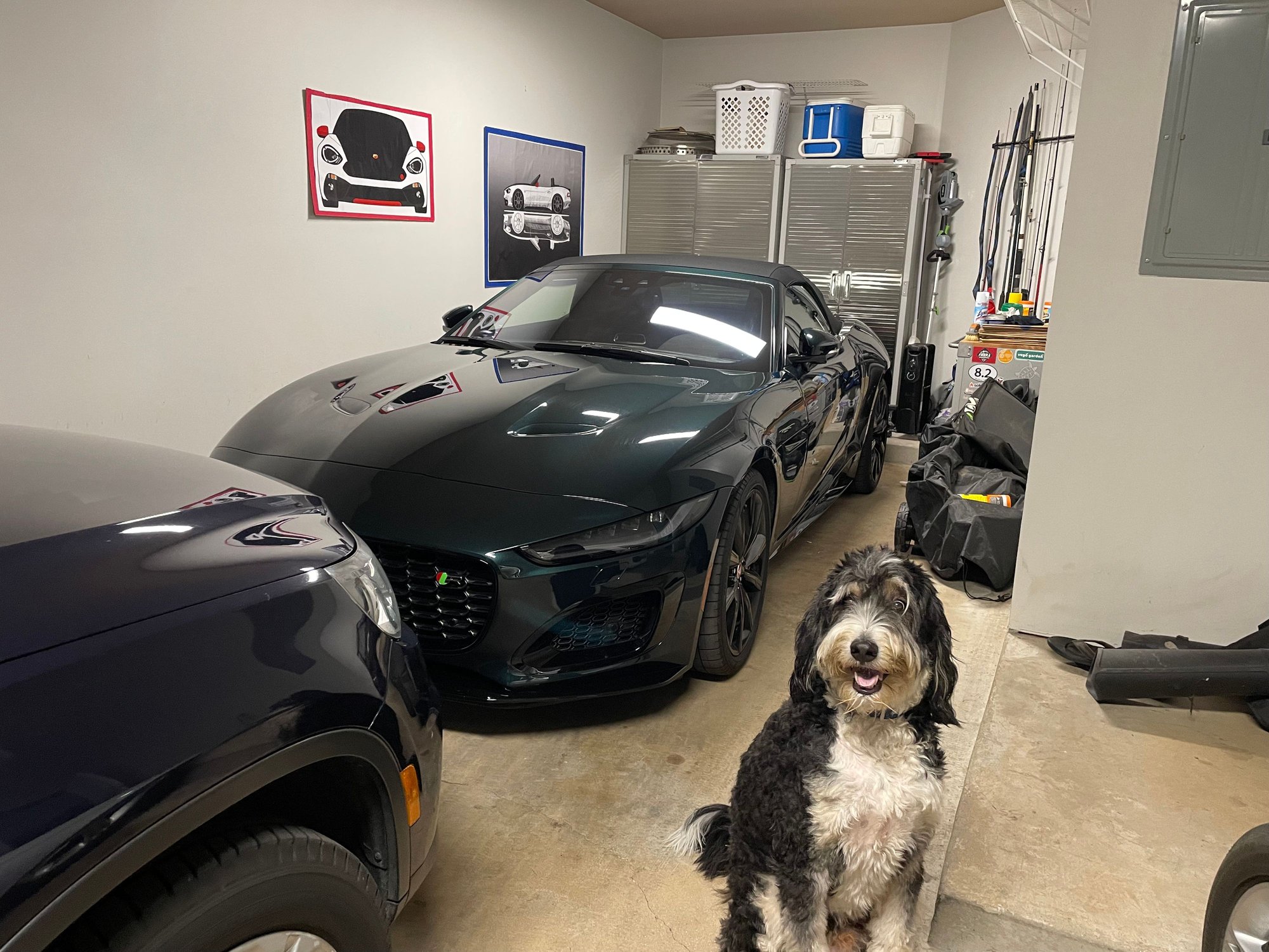 2022 Jaguar F Type R and a male Berne doodle .