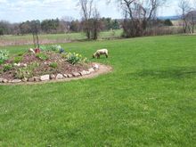 Today . He's mowing the lawn. .  He has along way to go.